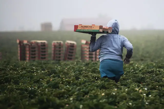 Worker in a field carrying tray of berries.