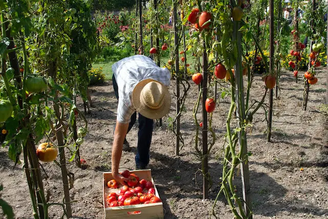 Farmer harvesting tomatoes in a bin.