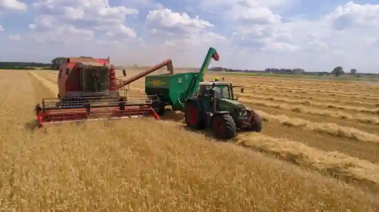 Grain harvesting